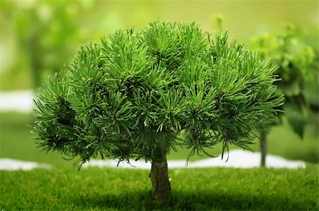 pine tree one not snow not people - Photo of small tree Stock Photo - Budget Royalty-Free & Subscription, Code: 400-06172350