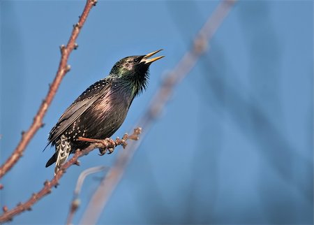 estornino - A bird is sitting on the branch. Beak is open. Foto de stock - Super Valor sin royalties y Suscripción, Código: 400-06172554