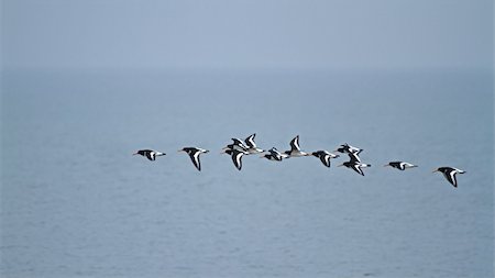 simsearch:400-07324087,k - Oystercatchers Flying over Ocean with distant horizon lost in mist Photographie de stock - Aubaine LD & Abonnement, Code: 400-06172558