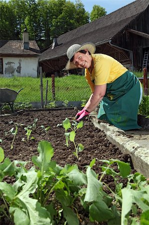 Photo of a grandmother planting vegetable seedlings into her garden. Stock Photo - Budget Royalty-Free & Subscription, Code: 400-06172591