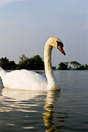 simsearch:400-08115863,k - White swan in a lake at evening. Photographie de stock - Aubaine LD & Abonnement, Code: 400-06172635