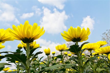 simsearch:400-05245245,k - Colorful  yellow chrysanthemum  flowers in garden Foto de stock - Super Valor sin royalties y Suscripción, Código: 400-06172637