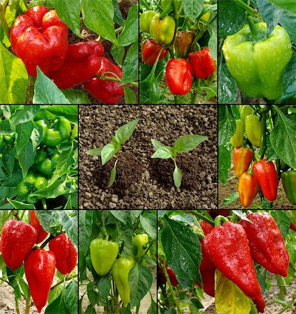 simsearch:400-05356597,k - red and green peppers growing in the garden Stock Photo - Budget Royalty-Free & Subscription, Code: 400-06172707