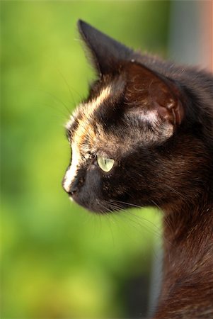 black and orange young cat portrait outdoors Stock Photo - Budget Royalty-Free & Subscription, Code: 400-06172768
