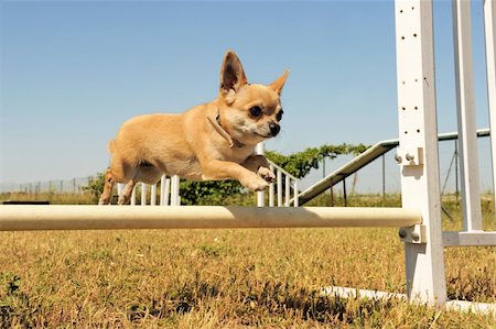 simsearch:400-05887877,k - portrait of a cute purebred chihuahua in a training of agility Photographie de stock - Aubaine LD & Abonnement, Code: 400-06172826