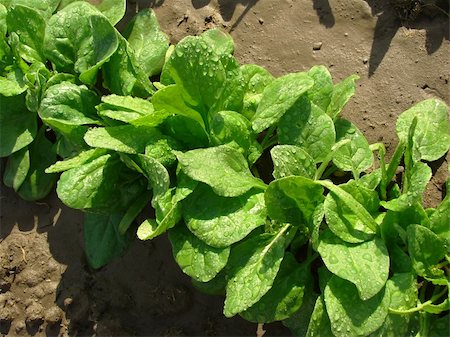 simsearch:400-05916885,k - spinach row growing on the vegetable bed after watering Stock Photo - Budget Royalty-Free & Subscription, Code: 400-06172827