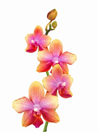 dendrobium orchid - beautiful orchid isolated on white background Stock Photo - Budget Royalty-Free & Subscription, Code: 400-06172947