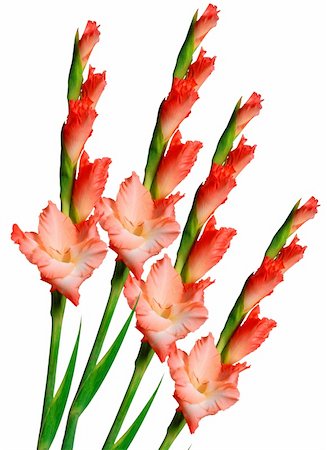 Red gladiolus isolated on white Foto de stock - Royalty-Free Super Valor e Assinatura, Número: 400-06172943
