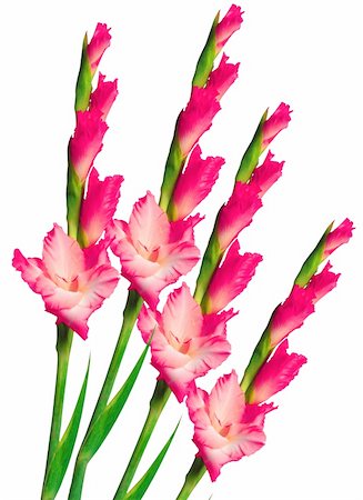Pink gladiolus isolated on white Foto de stock - Royalty-Free Super Valor e Assinatura, Número: 400-06172951