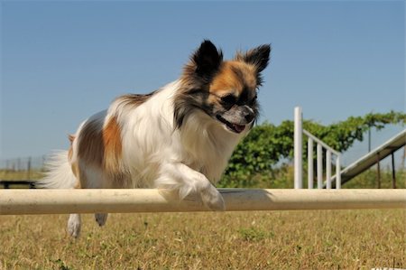 simsearch:400-06881275,k - portrait of a cute purebred chihuahua in a training of agility Photographie de stock - Aubaine LD & Abonnement, Code: 400-06172982