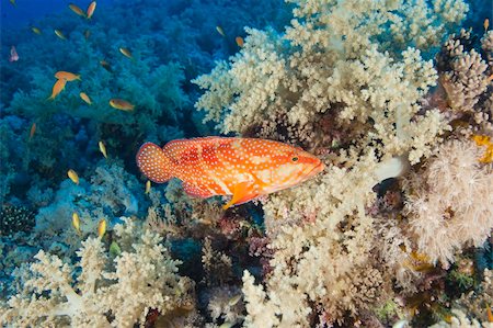 simsearch:400-05891502,k - Coral grouper swimming on a tropical coral reef Stock Photo - Budget Royalty-Free & Subscription, Code: 400-06173127