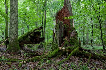 Big old oak broken moss wrapped and partly declined stump in foreground Stock Photo - Budget Royalty-Free & Subscription, Code: 400-06173170
