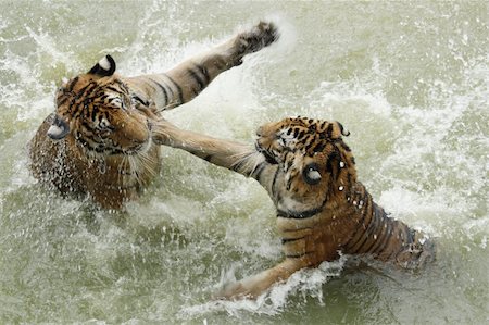 Fighting tigers in a water Stock Photo - Budget Royalty-Free & Subscription, Code: 400-06173286