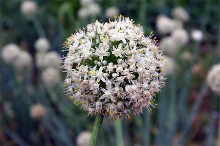 blooming onion Photographie de stock - Aubaine LD & Abonnement, Code: 400-06173417