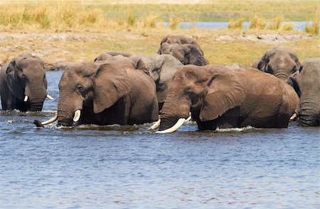 A herd of African elephants (Loxodonta Africana) on the banks of the Chobe River in Botswana drinking water Stock Photo - Budget Royalty-Free & Subscription, Code: 400-06173485