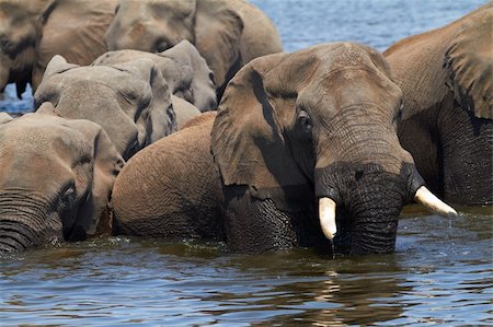 simsearch:400-05885491,k - A herd of African elephants (Loxodonta Africana) on the banks of the Chobe River in Botswana drinking water Photographie de stock - Aubaine LD & Abonnement, Code: 400-06173486