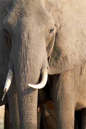 simsearch:400-05885491,k - Portrait of an African elephant (Loxodonta Africana) on the banks of the Chobe River in Botswana drinking water Photographie de stock - Aubaine LD & Abonnement, Code: 400-06173488