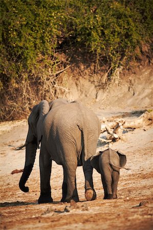 simsearch:400-04751243,k - A herd of African elephants (Loxodonta Africana) on the banks of the Chobe River in Botswana drinking water, with juveniles and a calf Photographie de stock - Aubaine LD & Abonnement, Code: 400-06173482