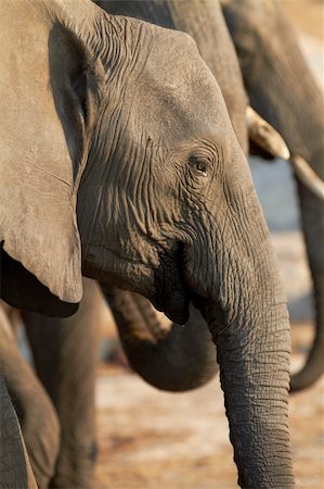 simsearch:400-04751243,k - A herd of African elephants (Loxodonta Africana) on the banks of the Chobe River in Botswana drinking water Photographie de stock - Aubaine LD & Abonnement, Code: 400-06173490