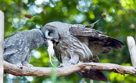 Great Grey Owl feeders young owl on the tree Stock Photo - Budget Royalty-Free & Subscription, Code: 400-06173512