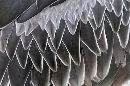 Closeup of the gray feathers Shoebill Also known as Whalehead Foto de stock - Super Valor sin royalties y Suscripción, Código: 400-06173513