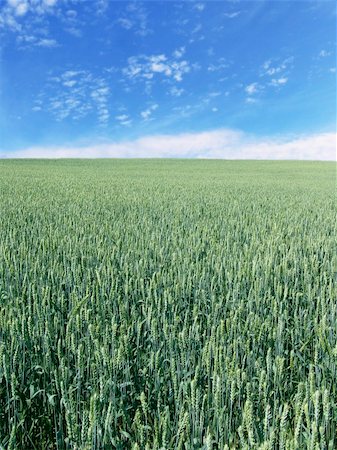 planting wheat - The beautiful vertical immature wheat field and clear blue sky, agriculture theme Stock Photo - Budget Royalty-Free & Subscription, Code: 400-06173639