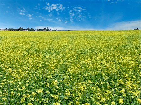 rap - The beautiful rape field, farm and clear blue sky, agriculture theme Fotografie stock - Microstock e Abbonamento, Codice: 400-06173633