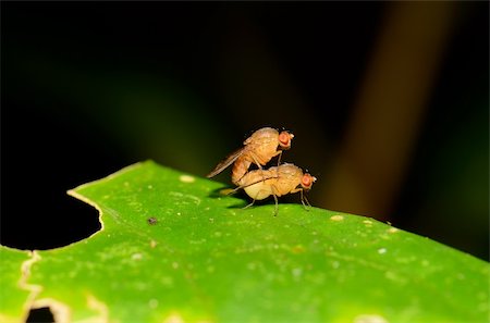 simsearch:400-08404620,k - beautiful insect breeding on green leaf in tropical area Stock Photo - Budget Royalty-Free & Subscription, Code: 400-06173825