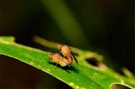 simsearch:400-08404620,k - beautiful insect breeding on green leaf in tropical area Stock Photo - Budget Royalty-Free & Subscription, Code: 400-06173826