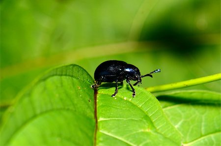 simsearch:400-08404620,k - beautiful insect standing on green leaf in tropical area Stock Photo - Budget Royalty-Free & Subscription, Code: 400-06173827