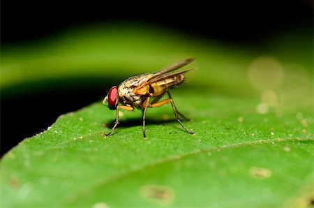 simsearch:400-08404620,k - beautiful unidentify species fly resting on green leaf Stock Photo - Budget Royalty-Free & Subscription, Code: 400-06173820