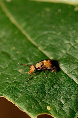 simsearch:400-08404620,k - beautiful unidentify species fly resting on green leaf Stock Photo - Budget Royalty-Free & Subscription, Code: 400-06173830
