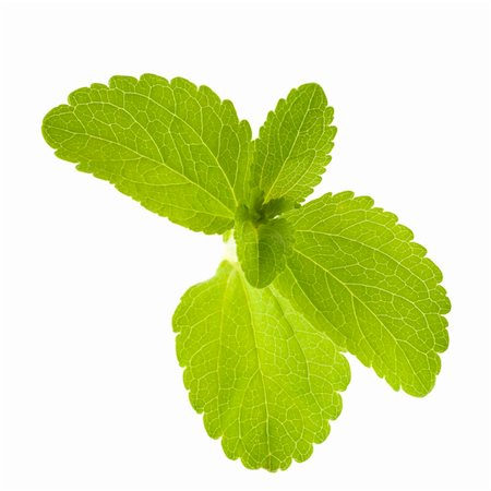 substitute - stevia rebaudiana leaves isolated over white background Stock Photo - Budget Royalty-Free & Subscription, Code: 400-06173917