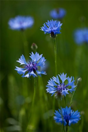 developed blue cornflower on green cereal's background Foto de stock - Royalty-Free Super Valor e Assinatura, Número: 400-06173977