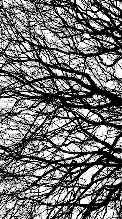 simsearch:400-06199703,k - Ancient tree in black and white Foto de stock - Super Valor sin royalties y Suscripción, Código: 400-06199697