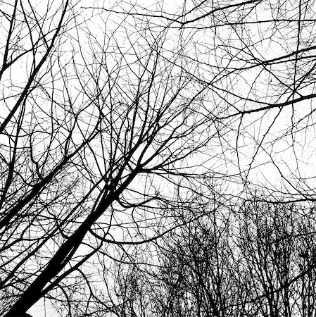 simsearch:400-06199703,k - Winter trees without leaves isolated on white Foto de stock - Super Valor sin royalties y Suscripción, Código: 400-06199699