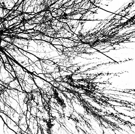simsearch:400-06199703,k - Branches of a tree without leaves in spring on white background Foto de stock - Super Valor sin royalties y Suscripción, Código: 400-06199700
