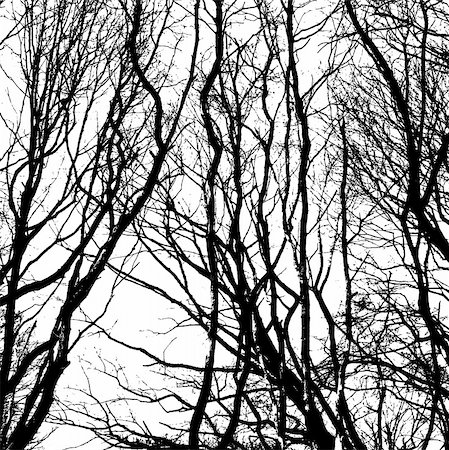 simsearch:400-06199703,k - Bare wintry trees in black and white Foto de stock - Super Valor sin royalties y Suscripción, Código: 400-06199701