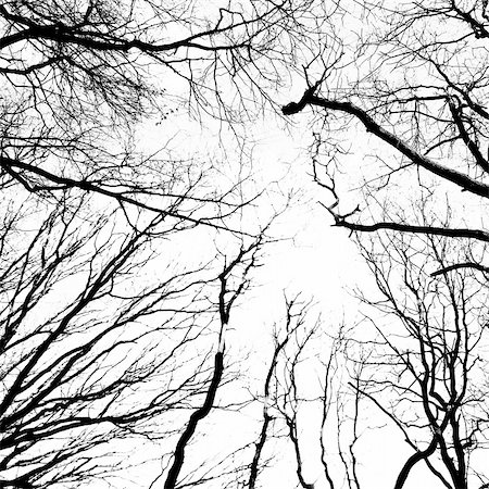 simsearch:400-06199703,k - Silhouette of an ancient trees in black and white Foto de stock - Super Valor sin royalties y Suscripción, Código: 400-06199702