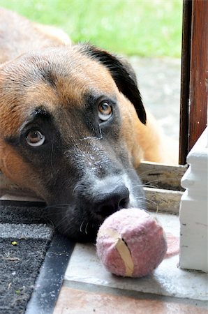 dog ball waiting - Modest dog. Stock Photo - Budget Royalty-Free & Subscription, Code: 400-06204166