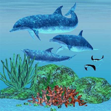 Three dolphins glide around a reef area looking for fish to eat while two Manta Rays swim nearby. Stock Photo - Budget Royalty-Free & Subscription, Code: 400-06205522