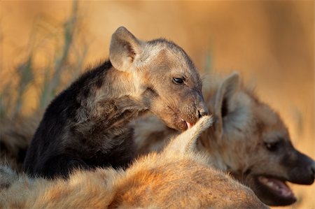 simsearch:400-05888526,k - Small spotted hyena pup (Crocuta crocuta) playing on a sleeping adult, South Africa Photographie de stock - Aubaine LD & Abonnement, Code: 400-06205586