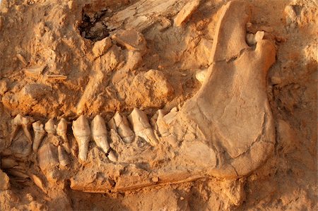 Five million year old fossil jaw bone of an extinct short-necked giraffe (Sivathere), West coast fossil park, South Africa Foto de stock - Super Valor sin royalties y Suscripción, Código: 400-06205581