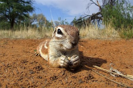 simsearch:400-05888526,k - Inquisitive ground squirrel (Xerus inaurus) lying on the ground, Kalahari desert, South Africa Photographie de stock - Aubaine LD & Abonnement, Code: 400-06205583