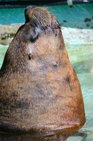 starmaro (artist) - Sea lion resting in the sun in a zoo Stock Photo - Budget Royalty-Free & Subscription, Code: 400-06205646
