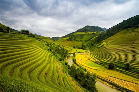 Rice terraces of Hmong ethnic minority, living in northwest mountainous area of Vietnam Stock Photo - Budget Royalty-Free & Subscription, Code: 400-06205695