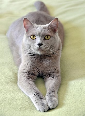 Close-up of lying brittsh cat Foto de stock - Royalty-Free Super Valor e Assinatura, Número: 400-06205804