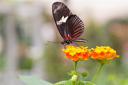 Beautiful Butterfly sitting on a flower Stock Photo - Budget Royalty-Free & Subscription, Code: 400-06205941