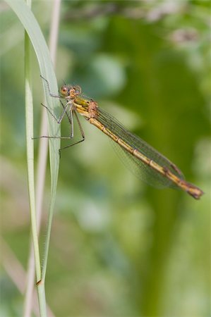 simsearch:400-06560180,k - Emerald Damselfly Lestes sponsa perched on a grass stem Stock Photo - Budget Royalty-Free & Subscription, Code: 400-06205997