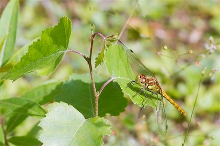 simsearch:400-06560180,k - Dragonfly perched on a leaf closeup macro Stock Photo - Budget Royalty-Free & Subscription, Code: 400-06205998